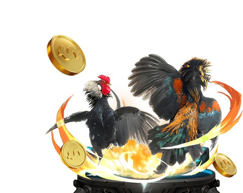 Hình ảnh minh họa luật chơi đá gà Thomo cựa dao và các quy định cá cược cơ bản.