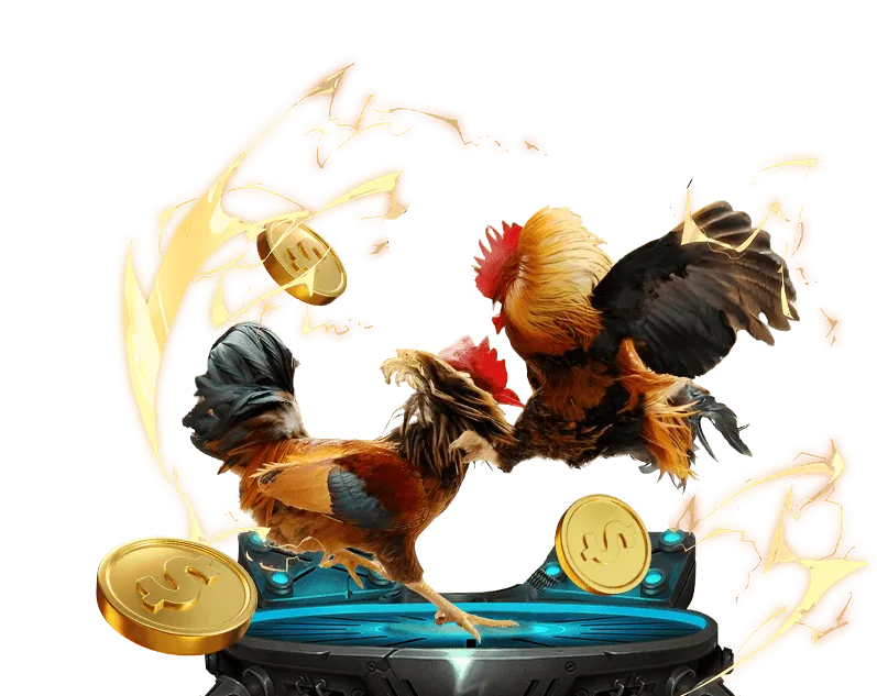 Hình ảnh phân tích dữ liệu gà chọi